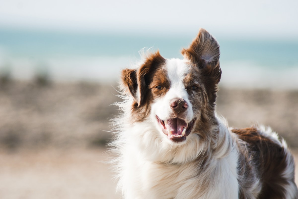 Brown-and-white border collie smiling on a beach with the ocean behind.
