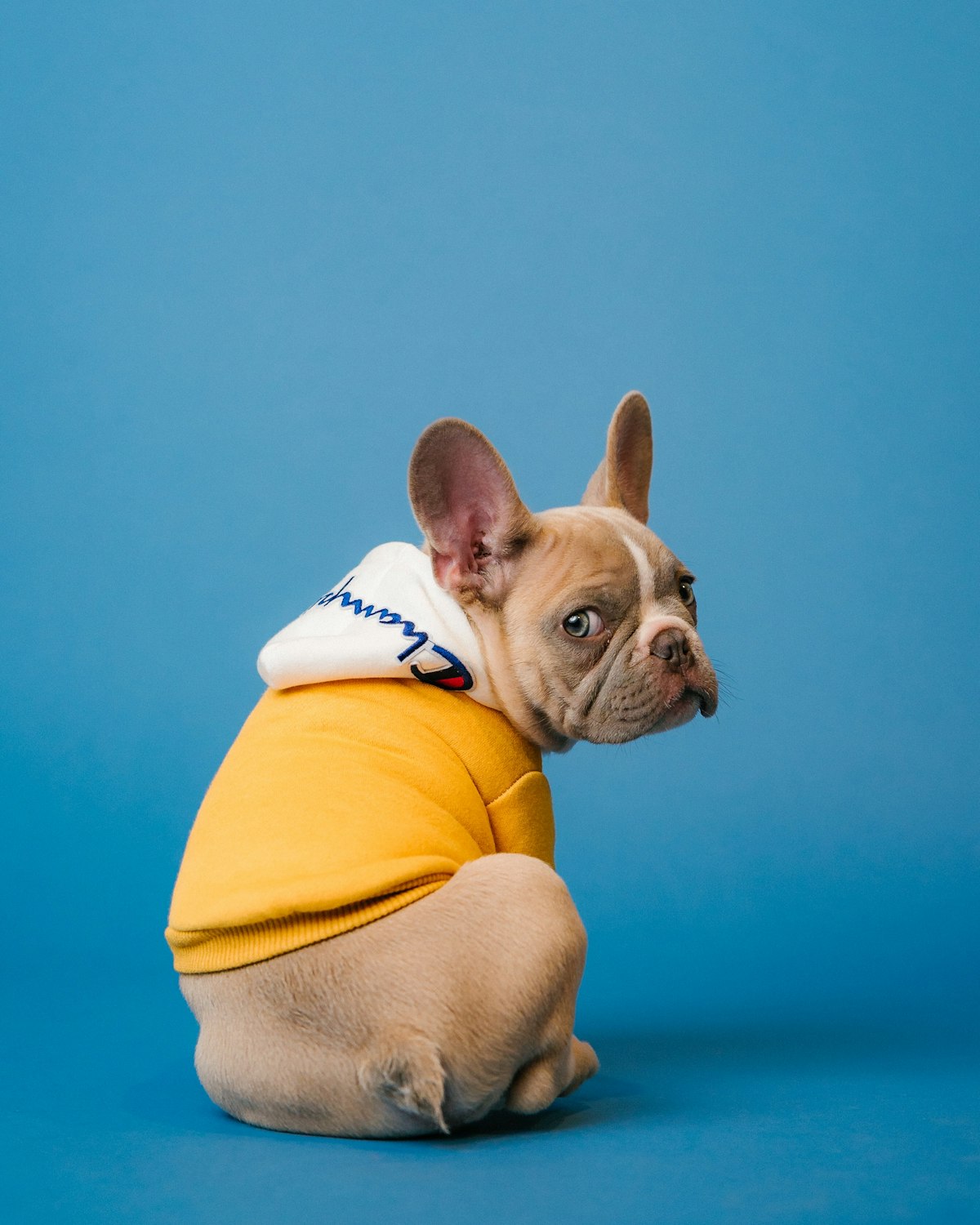 French bulldog puppy wearing a yellow hoodie in a studio — a real dog in apparel.