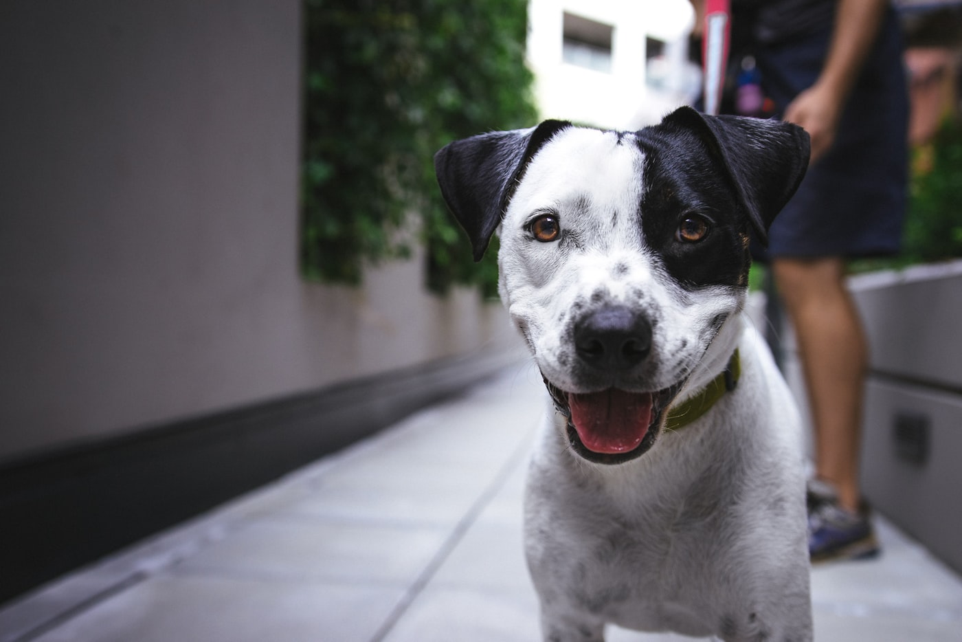 Black-and-white dog on a city sidewalk beside its owner's legs — out on a walk together.