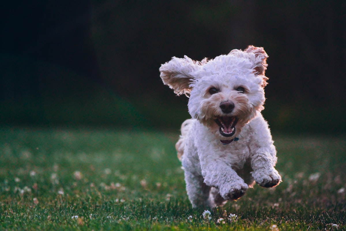 Small white poodle-mix sprinting across a green field, ears flying.