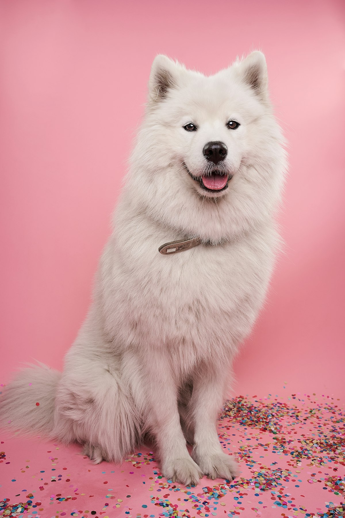 Fluffy white Samoyed sitting on a pink studio backdrop scattered with confetti.
