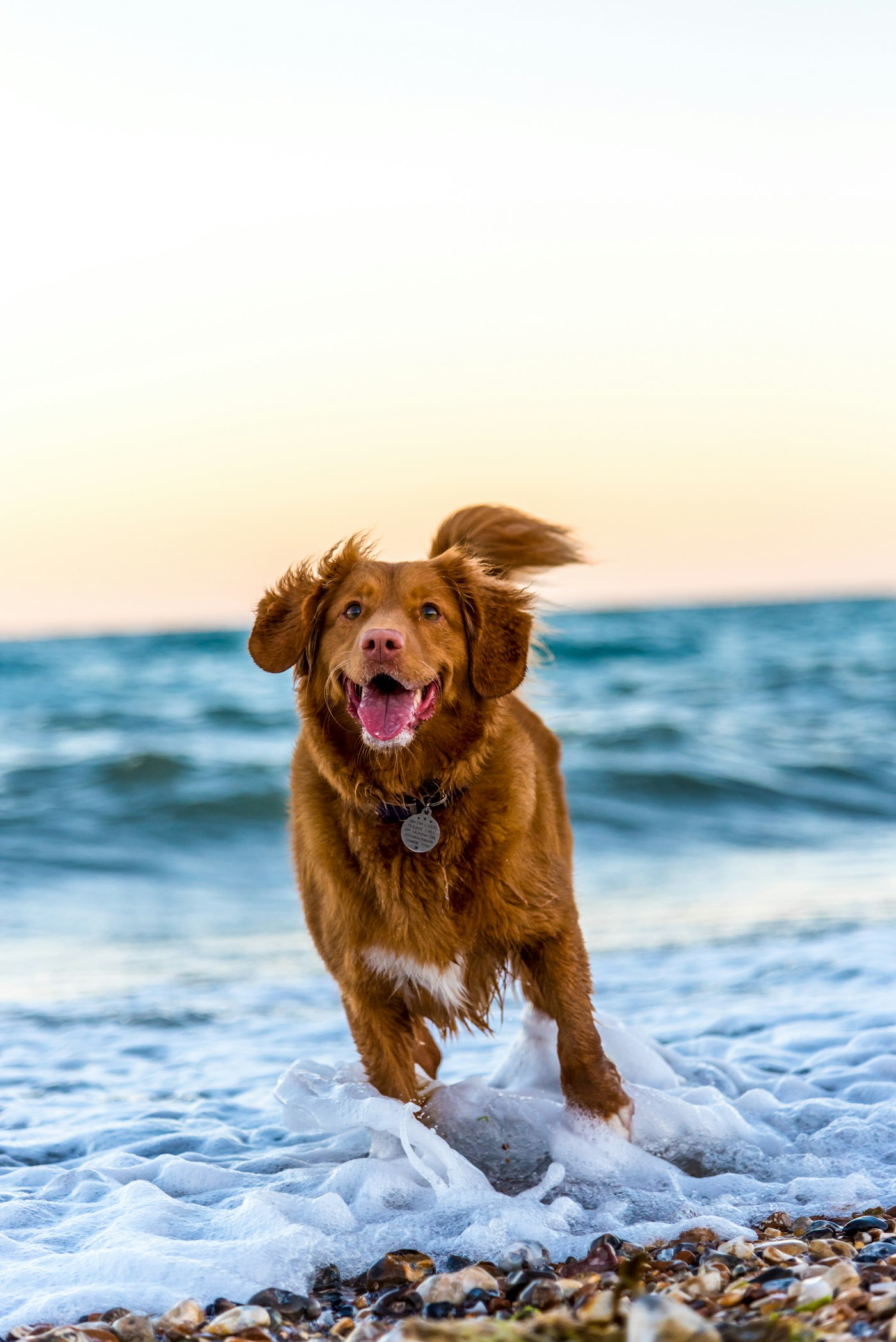 Nova Scotia duck tolling retriever running joyfully through ocean surf at golden hour.