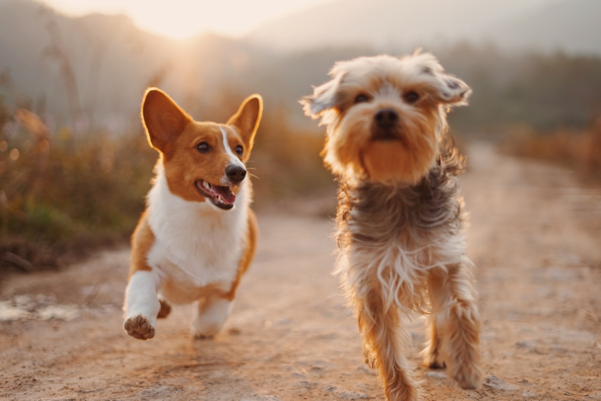 Two small dogs (corgi and terrier) running side by side down a trail at sunset.