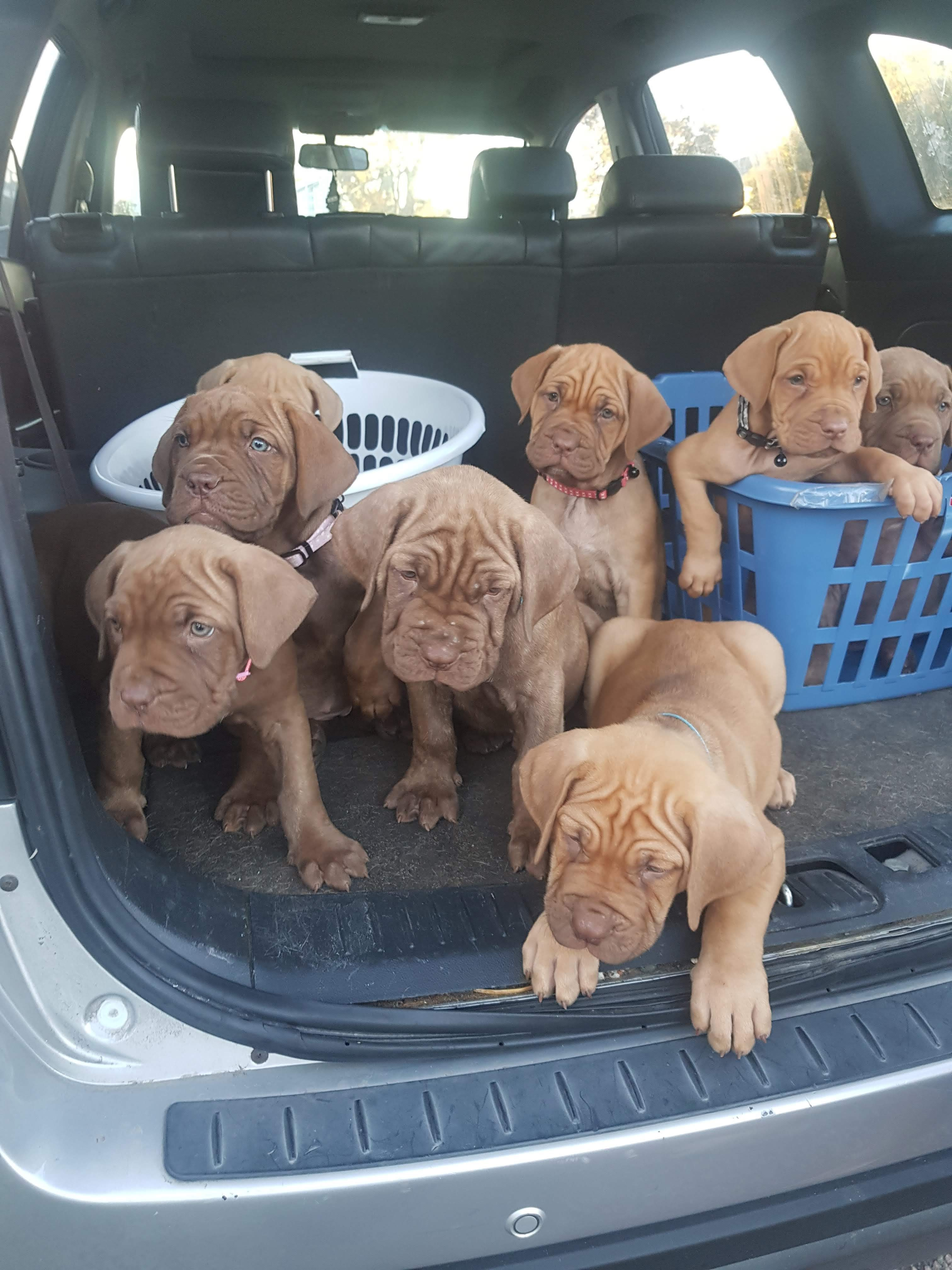 The breeder's own Dogue de Bordeaux litter — a group of red-fawn, wrinkly Dogue de Bordeaux puppies sitting together in the back of an SUV, some in laundry baskets.